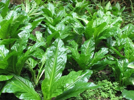 Skunk Cabbage (Latin name: Symplocarpus foetidus) sporting shiny new leaves in late May along the Cape Falcon Trail. This is one of the few plants in the wild that you can smell before you see it.