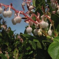 Pink bell-shaped flowers of Salal (Latin name: Gautheria shallon) in bloom along the Cape Falcon Trail.