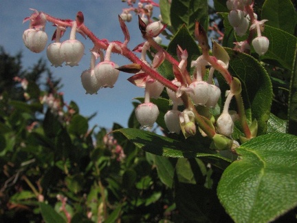 Pink bell-shaped flowers of Salal (Latin name: Gautheria shallon) in bloom along the Cape Falcon Trail.