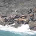 From Cape Falcon, you can barely spot Sea Lions to the north but it is easy to hear their barking. You can hear them from Cape Falcon north for about another mile along the trail.