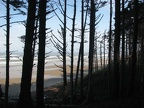 Douglas Fir and Sitka Spruce silhouetted against the Pacific Ocean at Cape Lookout State Park
