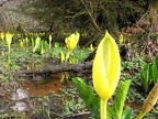 Skunk Cabbage (Latin Name: Symplocarpus foetidus) is a slightly poisionous plant, but don't worry because there are no animals that willingly eat it.