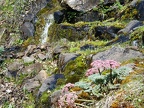 Wild Parsley (Latin Name: Lomatium columbianum) along a tributary to Catherine Creek in the Columbia Gorge.