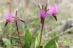 Henderson's shooting star (Latin Name: Dodecatheon hendersonii) blooming at Catherine Creek, Washington, March 2006.