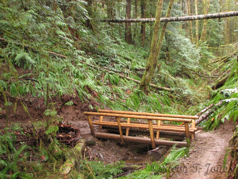 A pair of nice log bridges span this gulliey and stream about .75 mile from the trailhead of Central Gales Creek Trail.