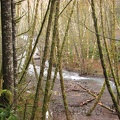 The trail passes above Gales Creek. You can see and hear Gales Creek from many places along the trail.