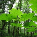 Devils Club growing along the Gales Creek Trail.