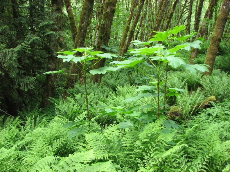 This is some of the talles Devils Club I've ever seen. this is along the Gales Creek Trail.