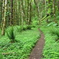 Here is a section of the trail that follows an old logging road. Most of the trail is narrow and built along the side of steep hillsides.