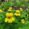 Mimulus or Monkey Flower blooms at several places along the Gales Creek Trail.