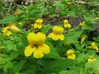 Mimulus or Monkey Flower blooms at several places along the Gales Creek Trail.