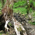 An old stump provides an accent along the Gales Creek Trail.