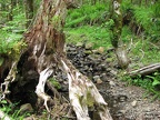 An old stump provides an accent along the Gales Creek Trail.