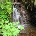 There are many seeps, several streams, and a few small waterfalls along the Gales Creek Trail.