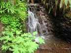There are many seeps, several streams, and a few small waterfalls along the Gales Creek Trail.