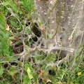 Tent caterpillars create a horror scene for plants growing along the trail this year (2012). The webs remind me of Shelob's lair in Lord of the Rings.