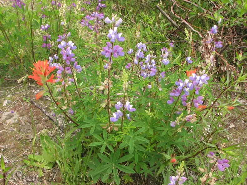 Wildflowers bloom along the trail because the old undergrowth was blasted away and covered with a layer of ash providing pioneer plants such as Lupine an ideal place to grow.