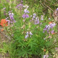 Wildflowers bloom along the trail because the old undergrowth was blasted away and covered with a layer of ash providing pioneer plants such as Lupine an ideal place to grow.