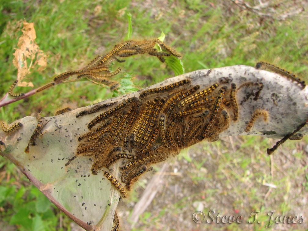 Groups of Tent caterpillars cover a  branch along the South Coldwater trail.