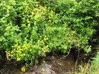 Mimulus grows along the sunny wet margins of the small streams that feed into Coldwater Lake.