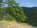 Oak Tree growing along the Devils Backbone Trail.