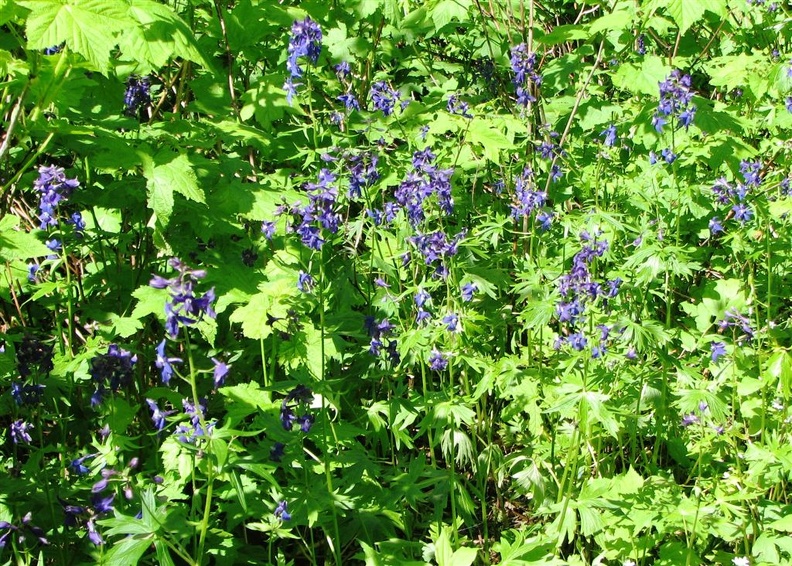 Delphinium (Latin Name: Delphinium trollifolium) and Thimbleberry (Latin Name: Rubus parviflorus) between Wahkeena Springs and Angel's Rest