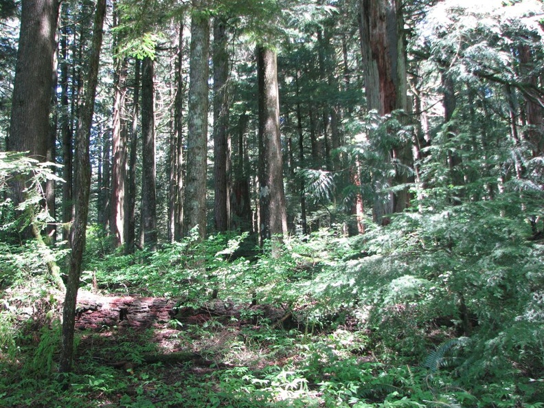 Forest canopy above the switchbacks going down from Devil's Rest