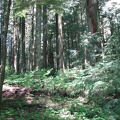 Forest canopy above the switchbacks going down from Devil's Rest