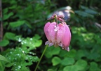 Bleeding Heart (Latin Name: Dicentra Formosa)with dew drops on the Devil's Rest Trail.