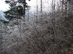 An early season ice storm has coated the bushes and trail on the Devil's Rest Trail.
