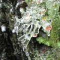 An early season ice storm, also known as Silverthaw, has coated everyhing in a layer of on the Devil's Rest Trail.