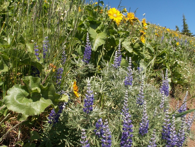Lupines and Balsamroot