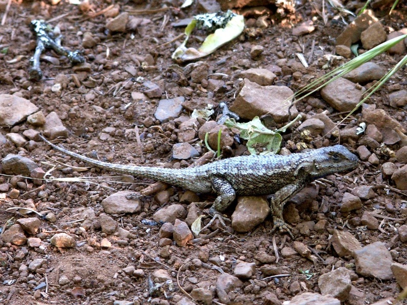 Trail Lizard