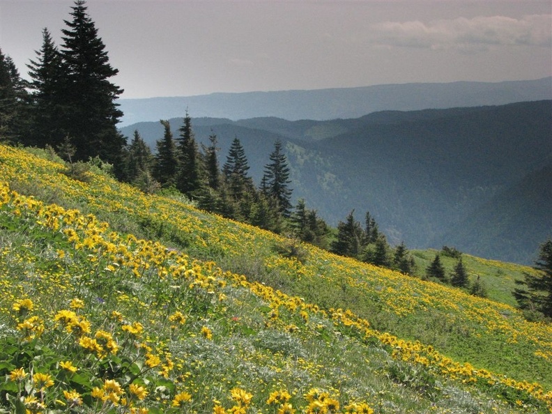 Dog Mountain Balsamroot - looking east