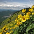 Dog Mountain Balsamroot (Latin Name: Balsamorhiza sagittata) - looking west from Dog Mountain.