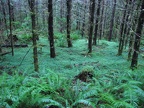 An emerald carpet of green oxalis and ferns creates a green glow in the forest on a cloudy day. 