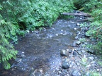 The trail crosses a sparkling creek on the Drift Creek Falls Trail.