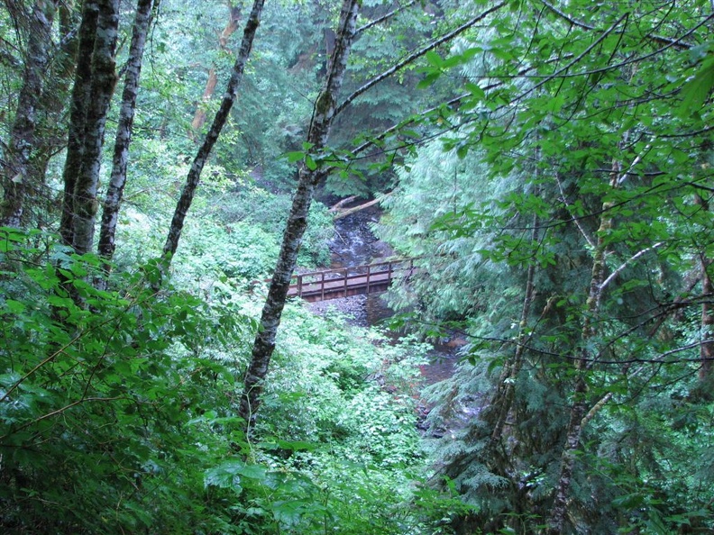 A sturdy wood plank bridge spans one of the small creeks along the Drift Creek Falls Trail.