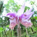 A closeup of some Lady Slipper Orchids shows the details of the flowers.