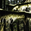 A closer detail of moss draping from a tree shows how wispy the moss is that hangs from the trees on this section of the Pacific Crest Trail.