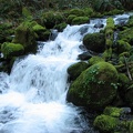 The stream below Dry Creek Falls rushes over the mossy rocks as it courses along a forest road which is used as the trail.