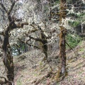 Lichen covered oak trees make eirie sentinals as you walk past. This is on the cliffs above Eagle Creek.