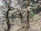 Lichen covered oak trees make eirie sentinals as you walk past. This is on the cliffs above Eagle Creek.