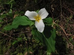 Trillium blooming in the spring along the Eagle-Benson Trail.