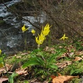 The Yellow star-shaped flowers of Glacier Lillies (Latin name: Eryhtronium grandiflorum) in bloom along the Eagle Creek Trail. Eagle Creek is in the background.