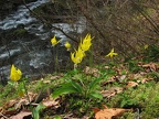 The Yellow star-shaped flowers of Glacier Lillies (Latin name: Eryhtronium grandiflorum) in bloom along the Eagle Creek Trail. Eagle Creek is in the background.