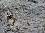 A couple pair of Wood Ducks were swimming in the creek and resting on the rocks near the Eagle Creek Trailhead.