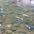 Salmon spawning in Eagle Creek