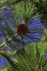 Sierra Pine