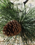 Sierra Sugar (Pine) Cone